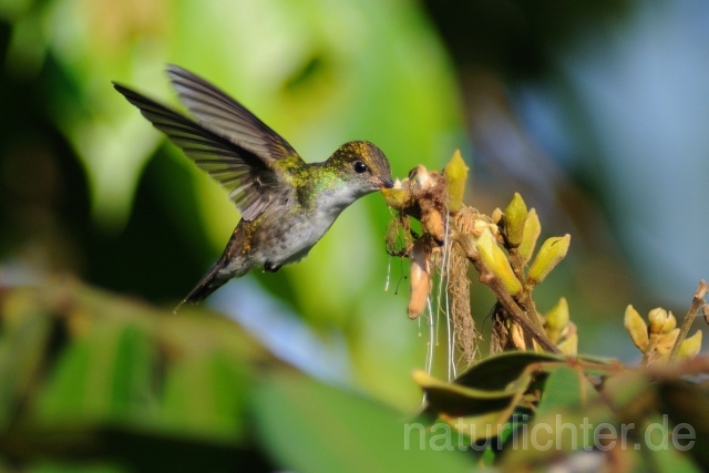 W7359 Bronzekopfamazilie,White-bellied Emerald - Peter Wächtershäuser