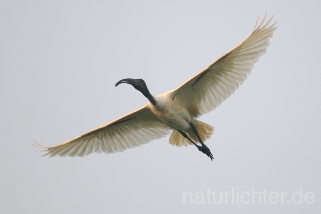 W7590 Schwarzhalsibis,Black-headed Ibis - Peter Wächtershäuser