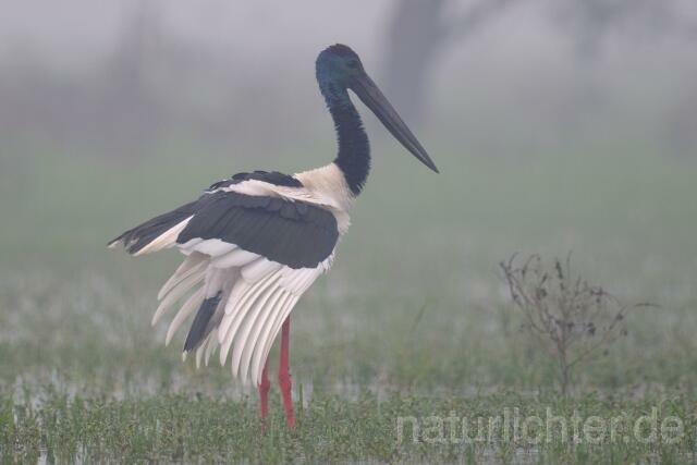 W7595 Riesenstorch,Black-necked Stork - Peter Wächtershäuser