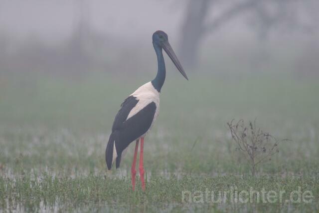 W7596 Riesenstorch,Black-necked Stork - Peter Wächtershäuser