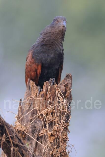 W7676 Heckenkuckuck,Common Crow-Pheasant - Peter Wächtershäuser