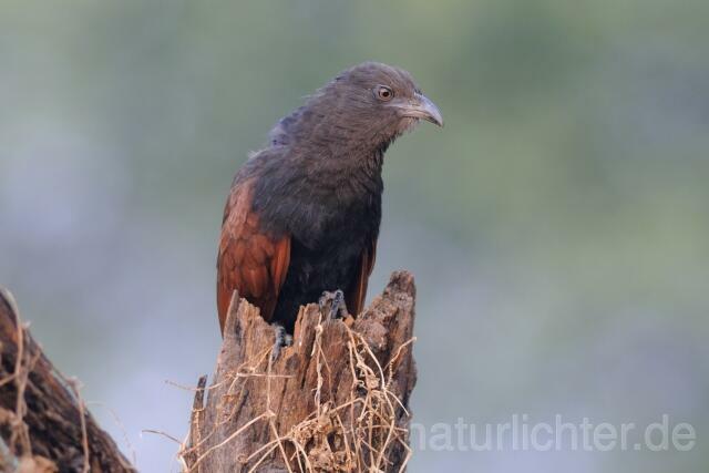 W7677 Heckenkuckuck,Common Crow-Pheasant - Peter Wächtershäuser