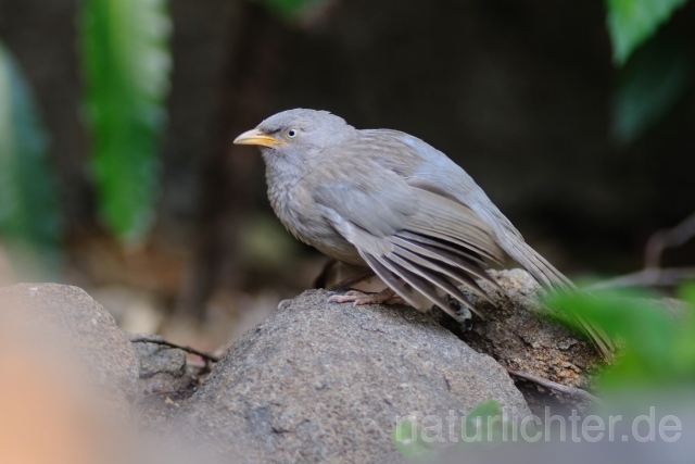 W7781 Dschungeldrossling,Jungle Babbler - Peter Wächtershäuser