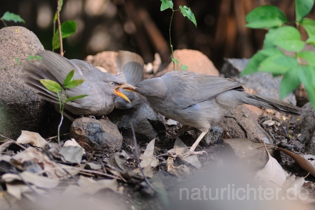 W7782 Dschungeldrossling,Jungle Babbler - Peter Wächtershäuser