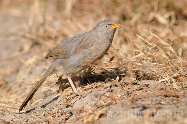 W7783 Dschungeldrossling,Jungle Babbler - Peter Wächtershäuser