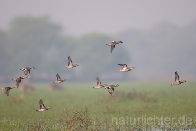 W7800 Krickente,Common Teal - Peter Wächtershäuser