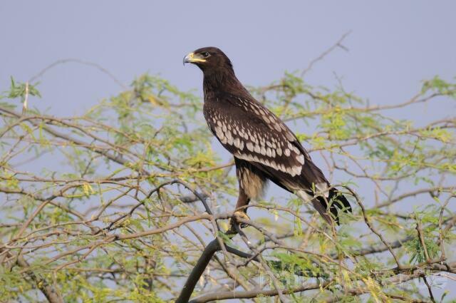 W8107 Gangesadler,Indian Spotted Eagle - Peter Wächtershäuser