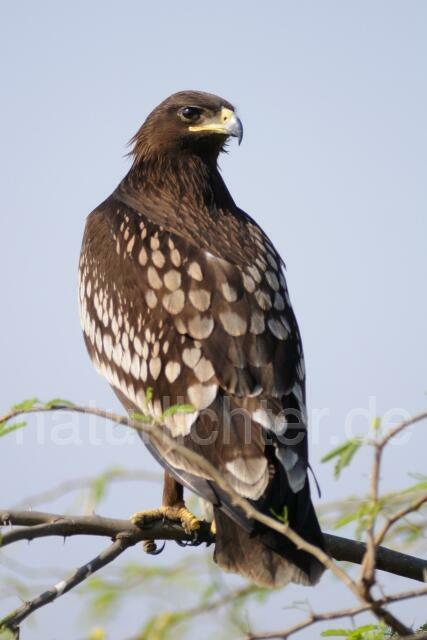 W8111 Gangesadler,Indian Spotted Eagle - Peter Wächtershäuser