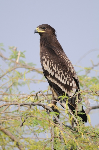 W8112 Gangesadler,Indian Spotted Eagle - Peter Wächtershäuser