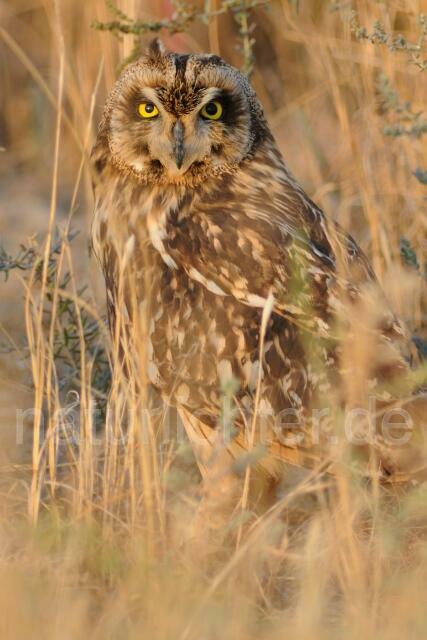 W8158 Sumpfohreule,Short-eared Owl - Peter Wächtershäuser