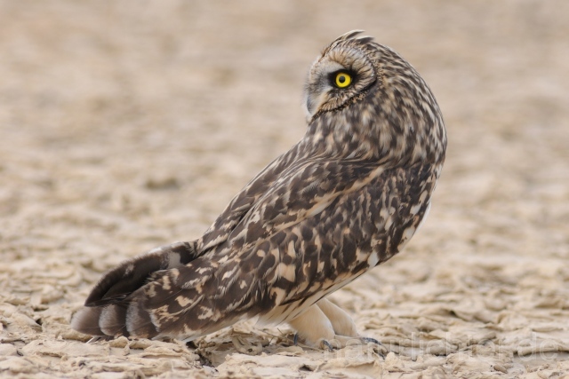 W8165 Sumpfohreule,Short-eared Owl - Peter Wächtershäuser