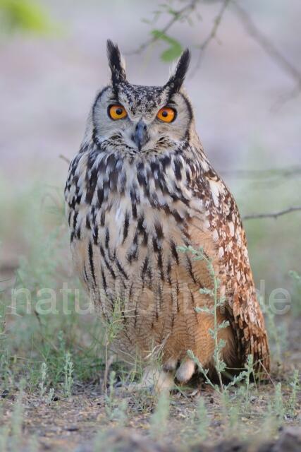 W8202 Indienuhu,Indian Eagle Owl - Peter Wächtershäuser