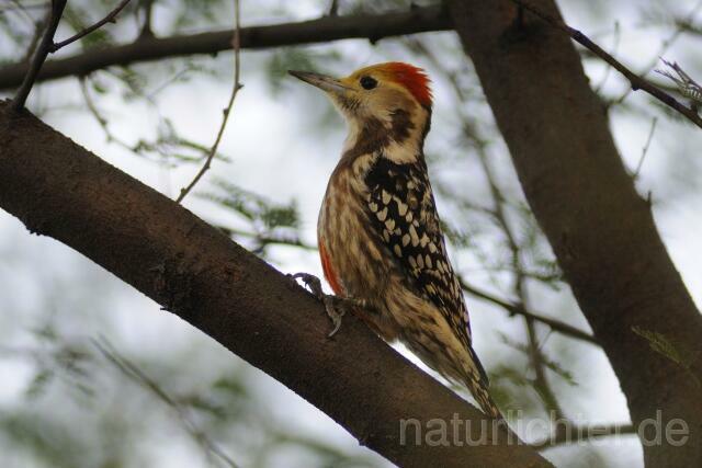 W8254 Gelbscheitelspecht,Yellow-crowned Woodpecker