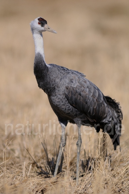 W8752 Mönchskranich,Hooded Crane - Peter Wächtershäuser