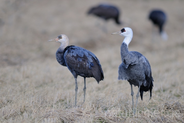 W8756 Mönchskranich,Hooded Crane - Peter Wächtershäuser