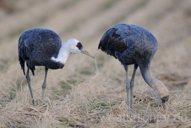 W8758 Mönchskranich,Hooded Crane - Peter Wächtershäuser