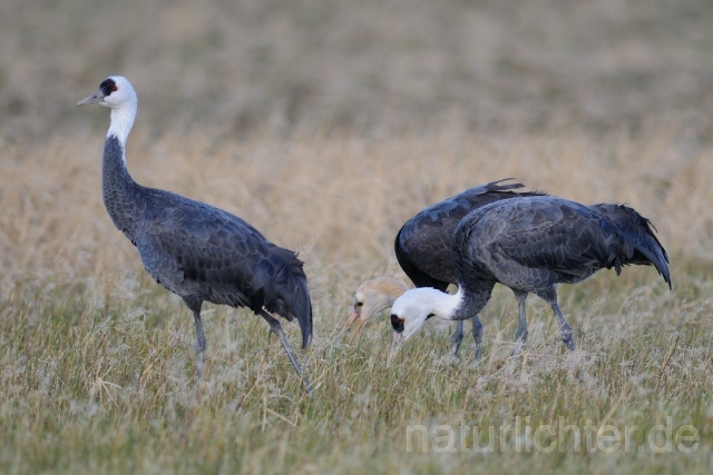 W8759 Mönchskranich,Hooded Crane - Peter Wächtershäuser