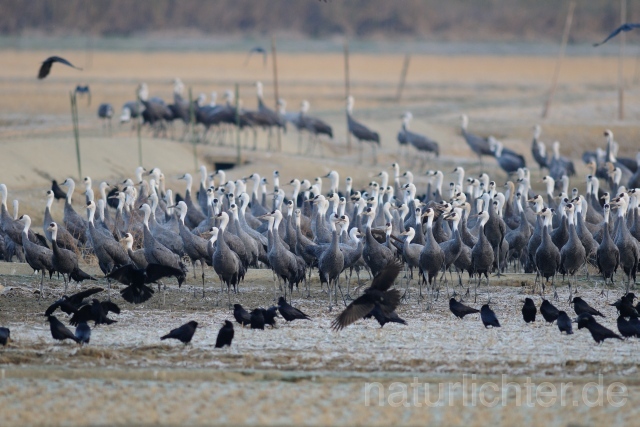 W8764 Mönchskranich,Hooded Crane - Peter Wächtershäuser