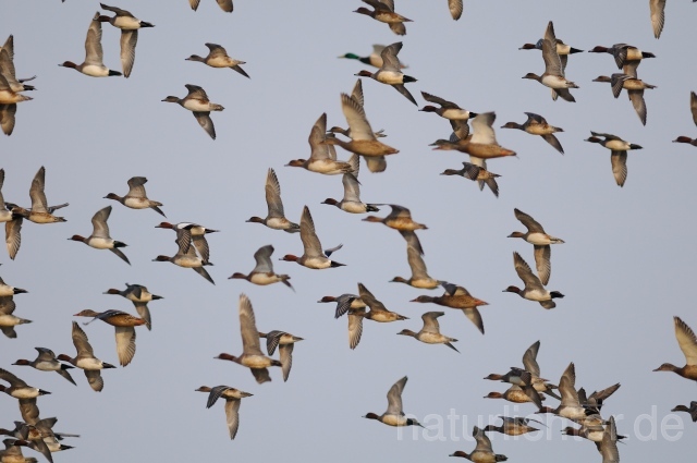 W8816 Pfeifente,Wigeon - Peter Wächtershäuser