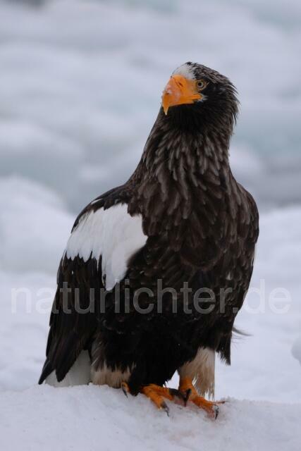 W8868 Riesenseeadler,Steller's Sea Eagle - Peter Wächtershäuser