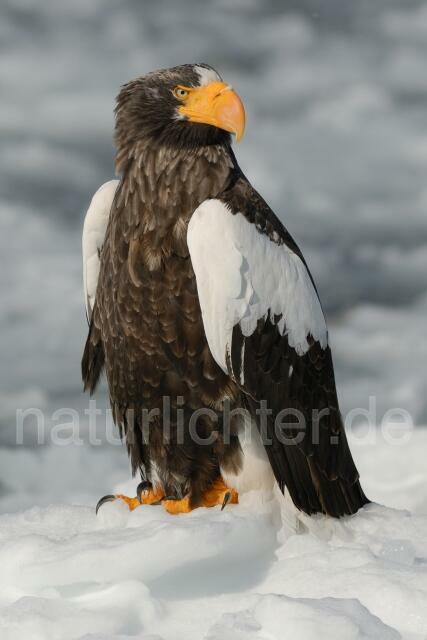 W8882 Riesenseeadler,Steller's Sea Eagle - Peter Wächtershäuser