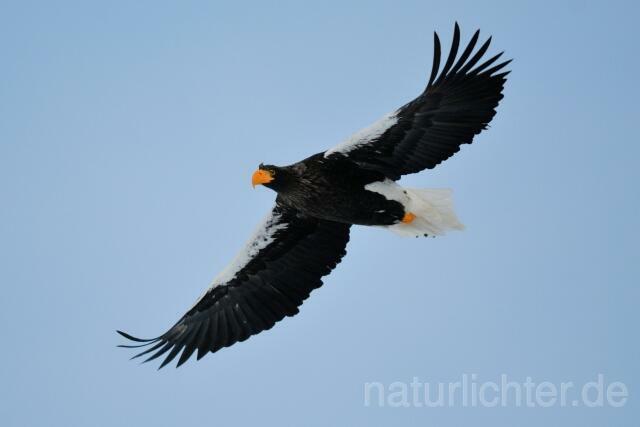 W8903 Riesenseeadler im Flug, Steller's Sea Eagle flying - Peter Wächtershäuser