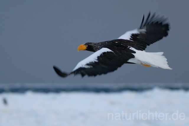 W8904 Riesenseeadler im Flug, Steller's Sea Eagle flying - Peter Wächtershäuser
