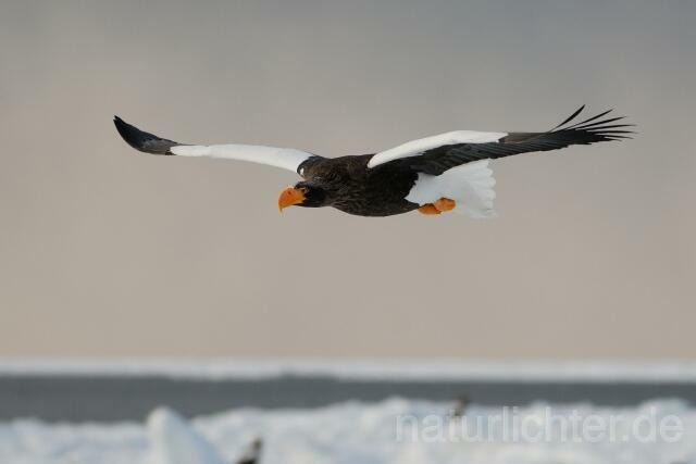 W8907 Riesenseeadler im Flug, Steller's Sea Eagle flying - Peter Wächtershäuser