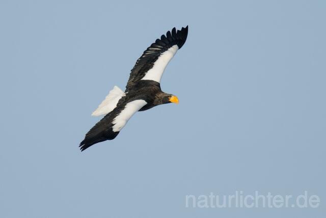 W8909 Riesenseeadler im Flug, Steller's Sea Eagle flying - Peter Wächtershäuser