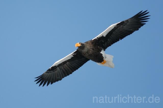 W8914 Riesenseeadler im Flug, Steller's Sea Eagle flying - Peter Wächtershäuser