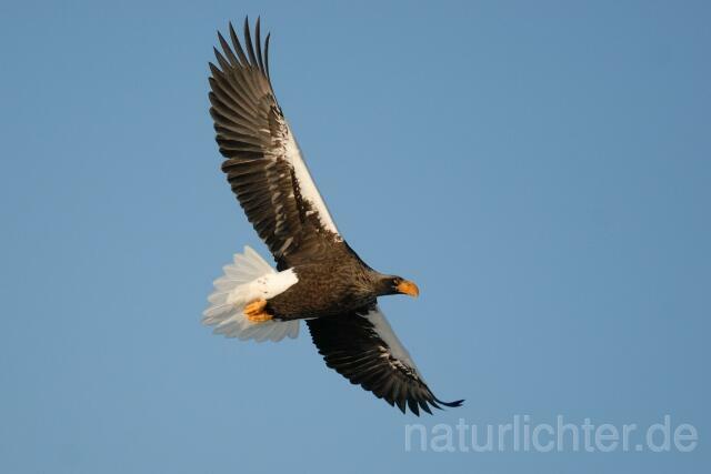 W8925 Riesenseeadler im Flug, Steller's Sea Eagle flying - Peter Wächtershäuser