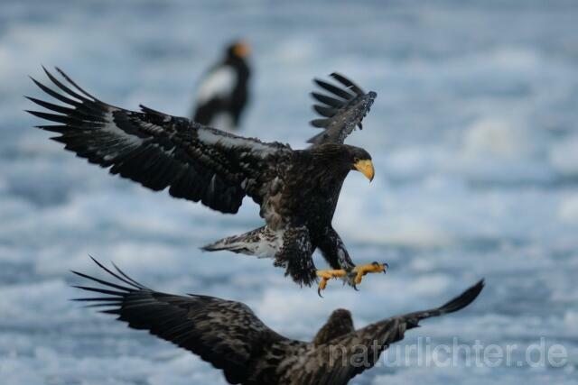 W8927 Riesenseeadler im Flug, Steller's Sea Eagle flying - Peter Wächtershäuser