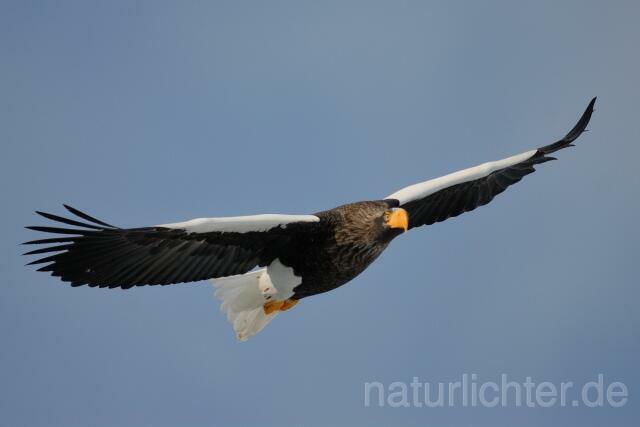 W8929 Riesenseeadler im Flug, Steller's Sea Eagle flying - Peter Wächtershäuser