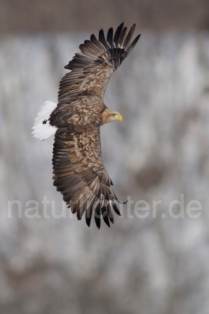 W8986 Seeadler,White-tailed Sea Eagle - Peter Wächtershäuser