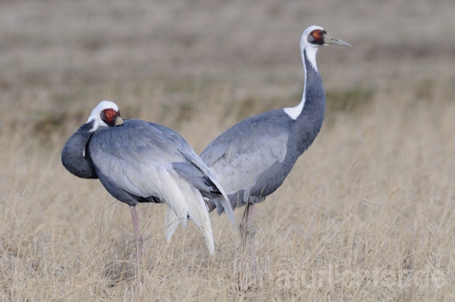 W9057 Weißnackenkranich,White-naped Crane - Peter Wächtershäuser