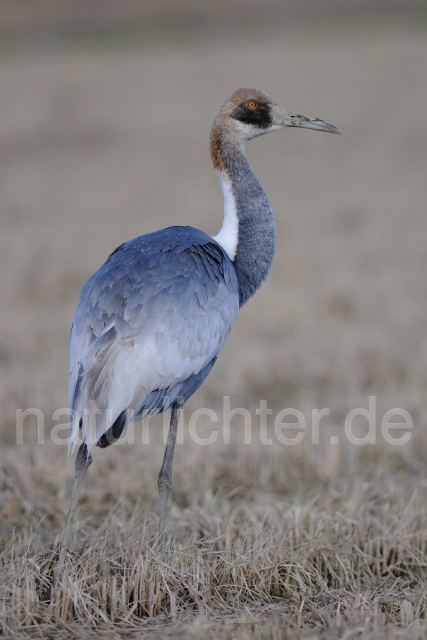 W9065 Weißnackenkranich,White-naped Crane - Peter Wächtershäuser