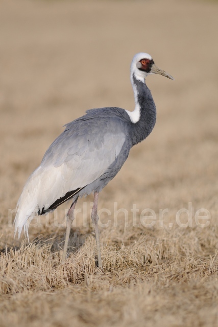 W9068 Weißnackenkranich,White-naped Crane - Peter Wächtershäuser