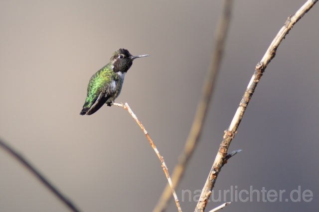 W9335 Annakolibri,Anna's Hummingbird - Peter Wächtershäuser