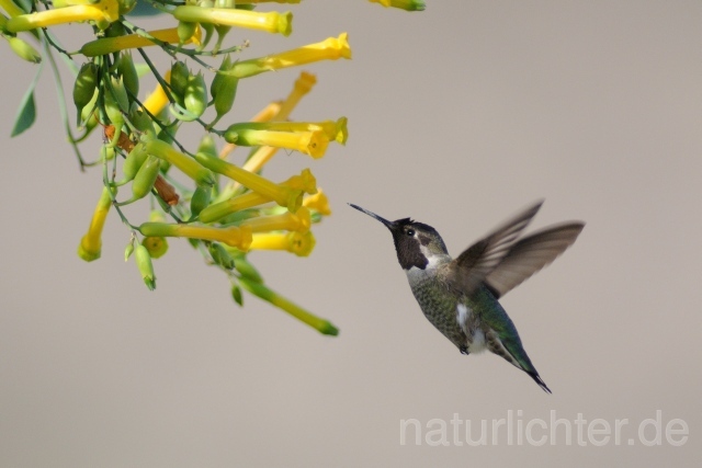 W9338 Annakolibri,Anna's Hummingbird - Peter Wächtershäuser