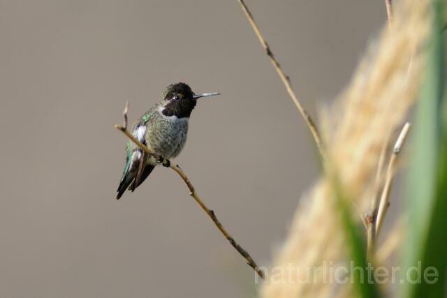W9339 Annakolibri,Anna's Hummingbird - Peter Wächtershäuser