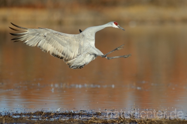 W9372 Kanadakranich,Sandhill Crane - Peter Wächtershäuser