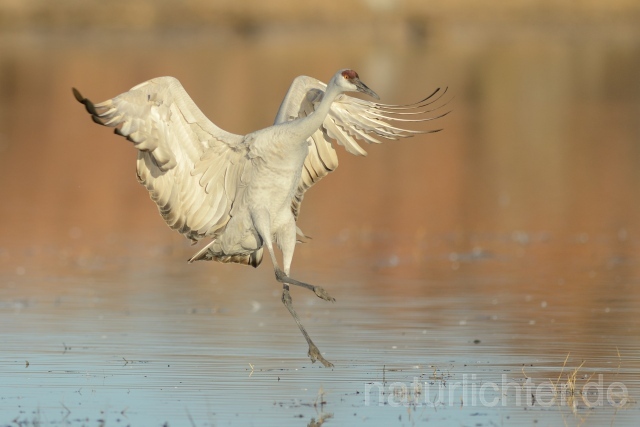 W9380 Kanadakranich,Sandhill Crane - Peter Wächtershäuser