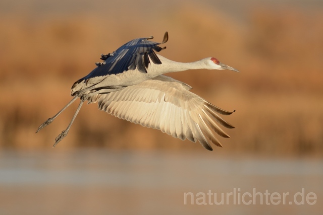 W9381 Kanadakranich,Sandhill Crane - Peter Wächtershäuser