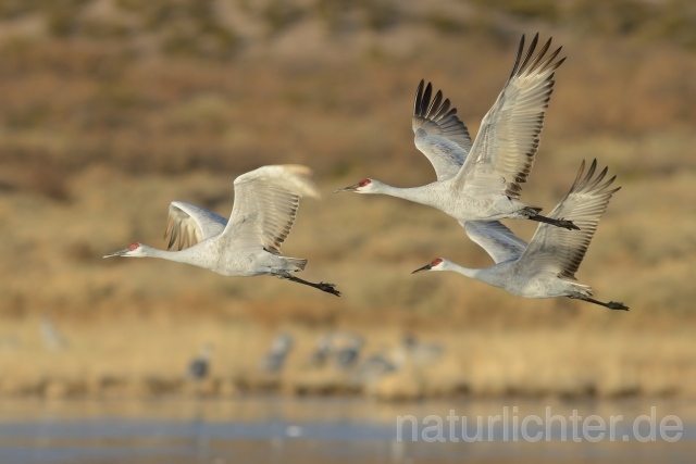 W9387 Kanadakranich,Sandhill Crane - Peter Wächtershäuser