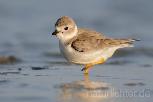 W9569 Flötenregenpfeifer,Piping Plover - Peter Wächtershäuser