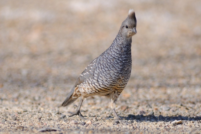 W9634 Schuppenwachtel,Scaled Quail - Peter Wächtershäuser