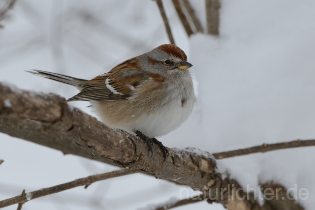 W9772 Baumammer,American Tree Sparrow - Peter Wächtershäuser