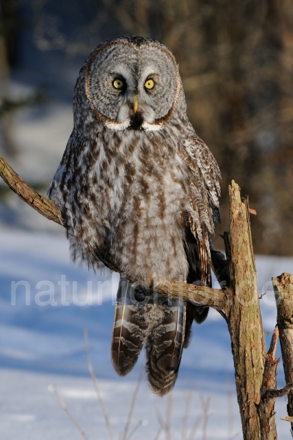 W9843 Bartkauz,Great Gray Owl - Peter Wächtershäuser