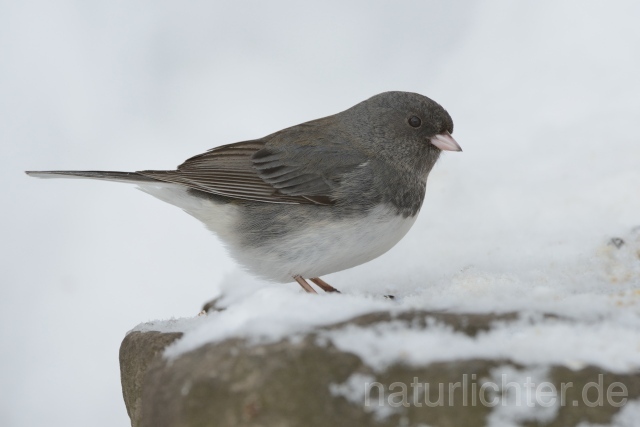 W9924 Junko,Dark-eyed Junco - Peter Wächtershäuser