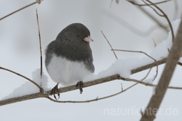 W9925 Junko,Dark-eyed Junco - Peter Wächtershäuser